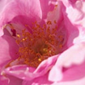 Meet your Posher, Emely